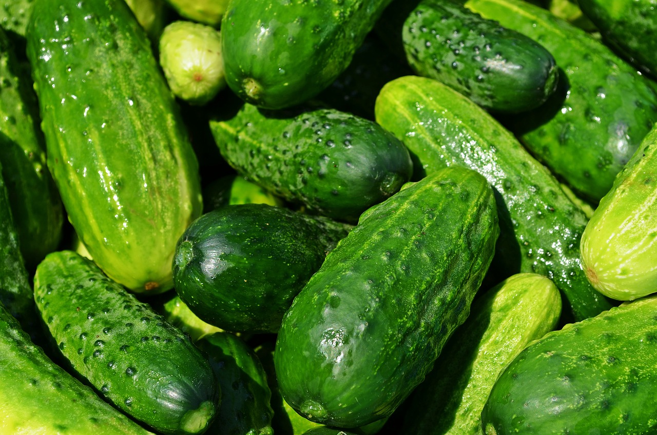 cucumbers-849269_1280