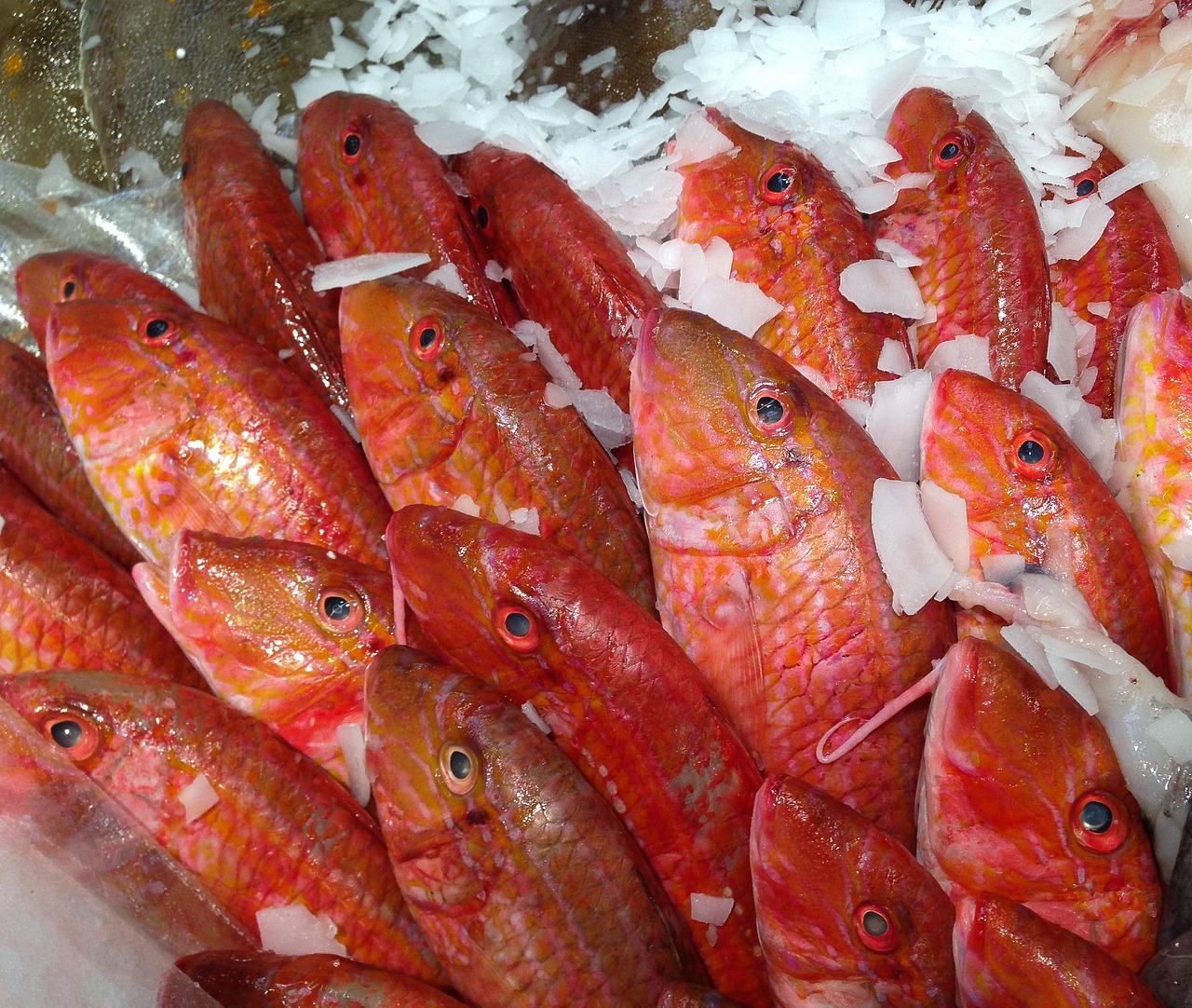 fish-727222_1280